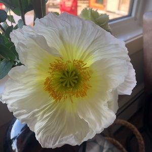 Meet your Posher, Janell